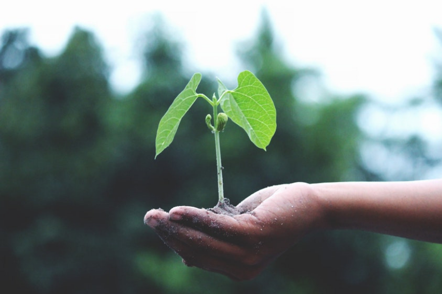 Amazing: Delhi Gurudwaras will distribute saplings as prasad